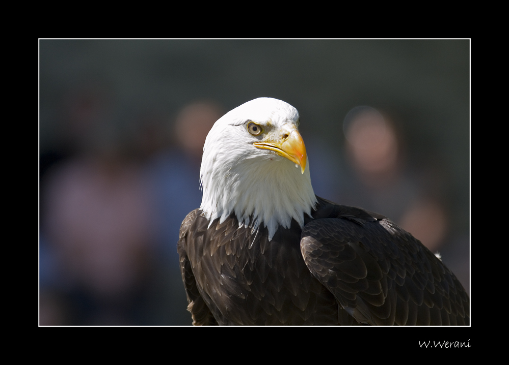 Weißkopf Seeadler