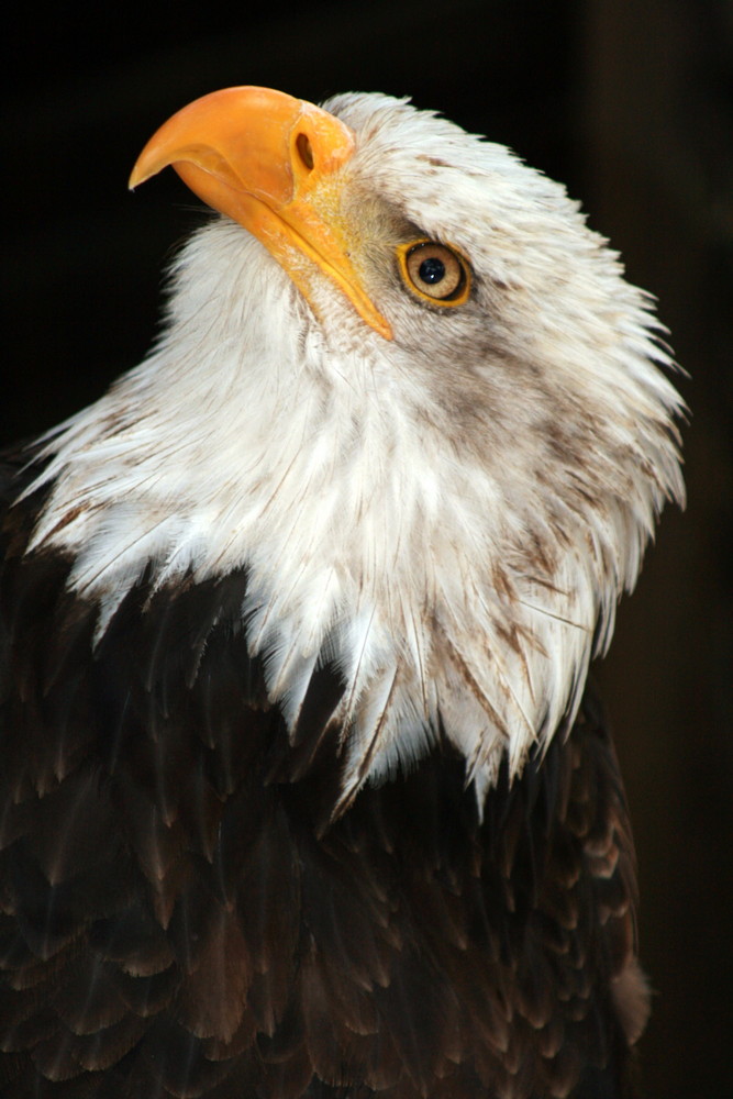 Weißkopf- Seeadler am 04.05.2007 in Hellenthal