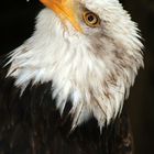 Weißkopf- Seeadler am 04.05.2007 in Hellenthal