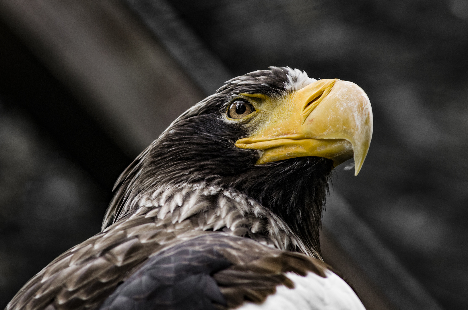 Weißkopf Seeadler aus Walsrode