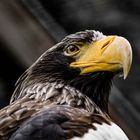 Weißkopf Seeadler aus Walsrode