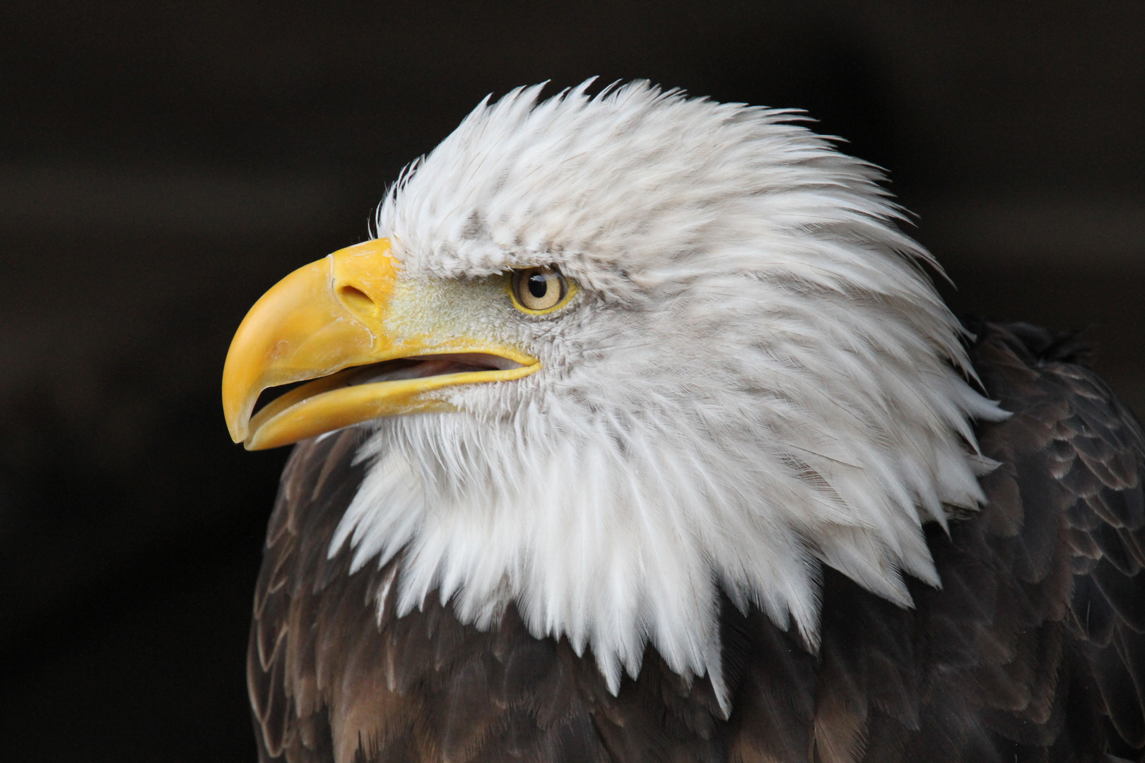 Weisskopf-Seeadler .