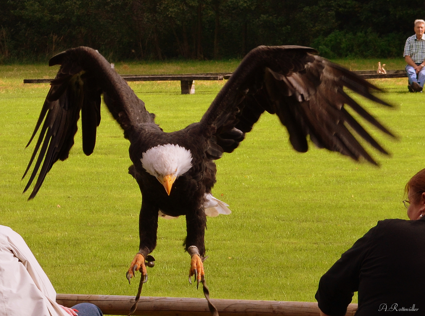 Weisskopf-Seeadler!