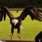 Weisskopf-Seeadler!