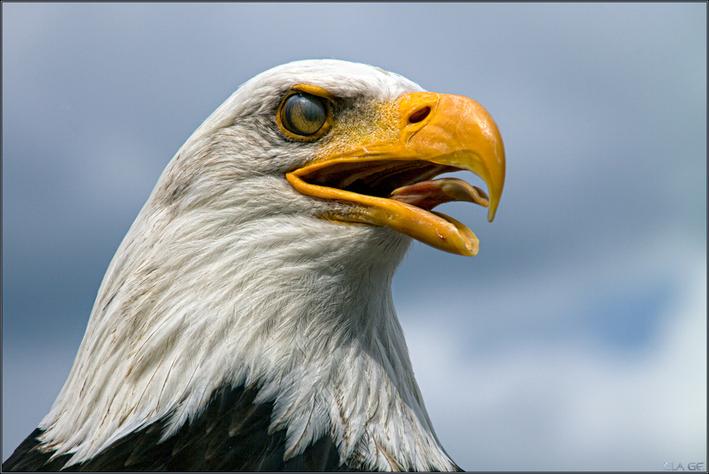 Weißkopf-Seeadler