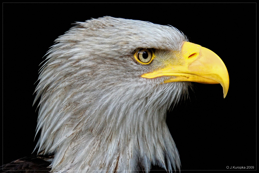 weißkopf-seeadler..