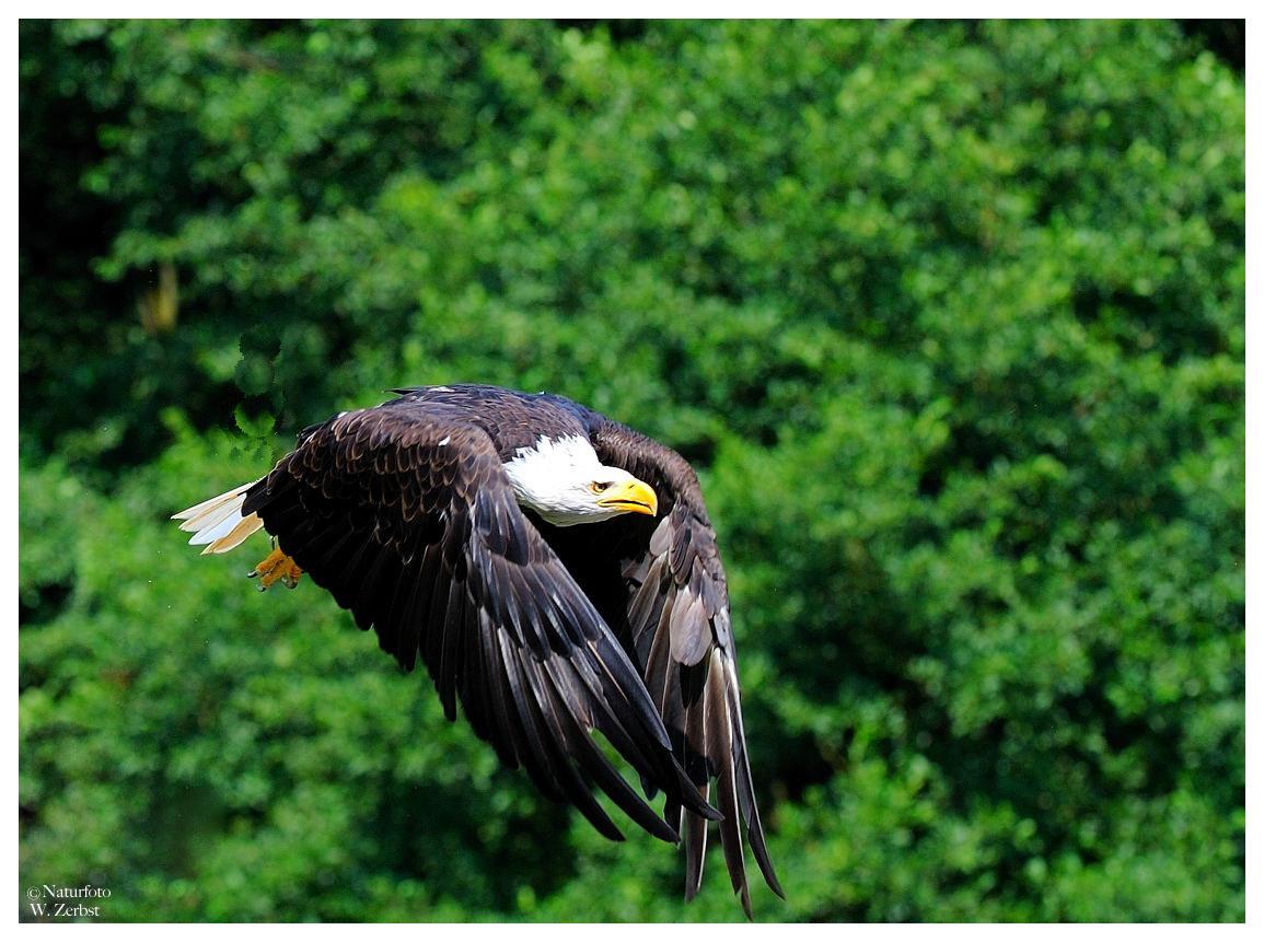 ---- Weißkopf-Seeadler ----