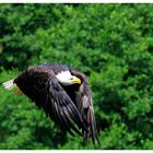 ---- Weißkopf-Seeadler ----