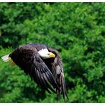 ---- Weißkopf-Seeadler ----