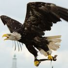 Weißkopf-Seeadler