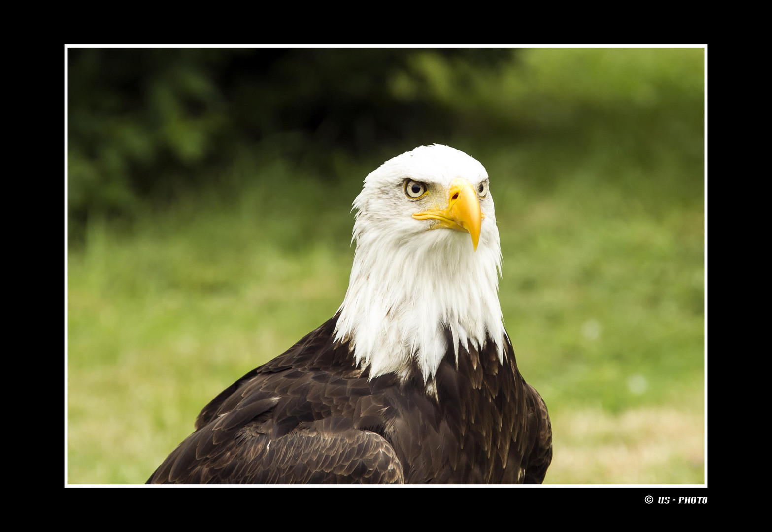 Weisskopf-Seeadler