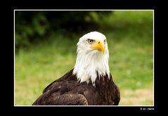 Weisskopf-Seeadler