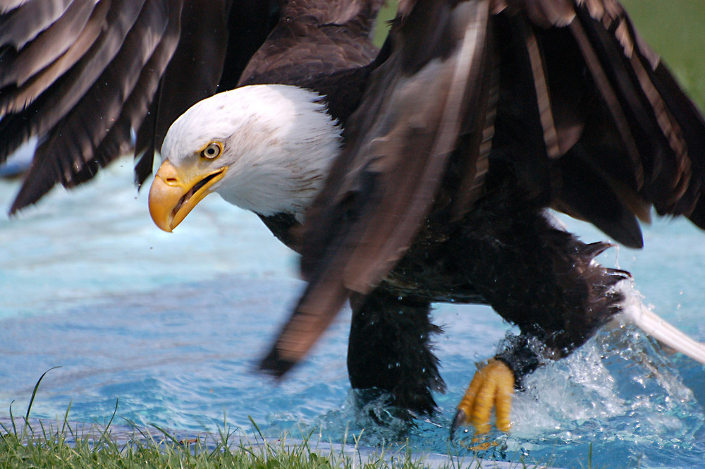 Weißkopf-Seeadler