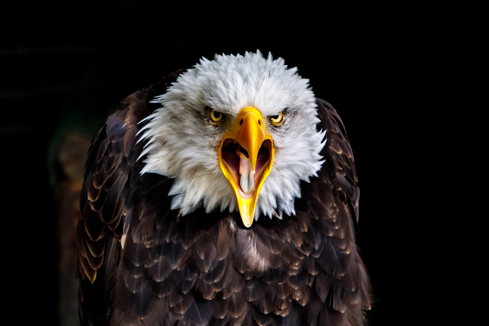 Weißkopf Seeadler