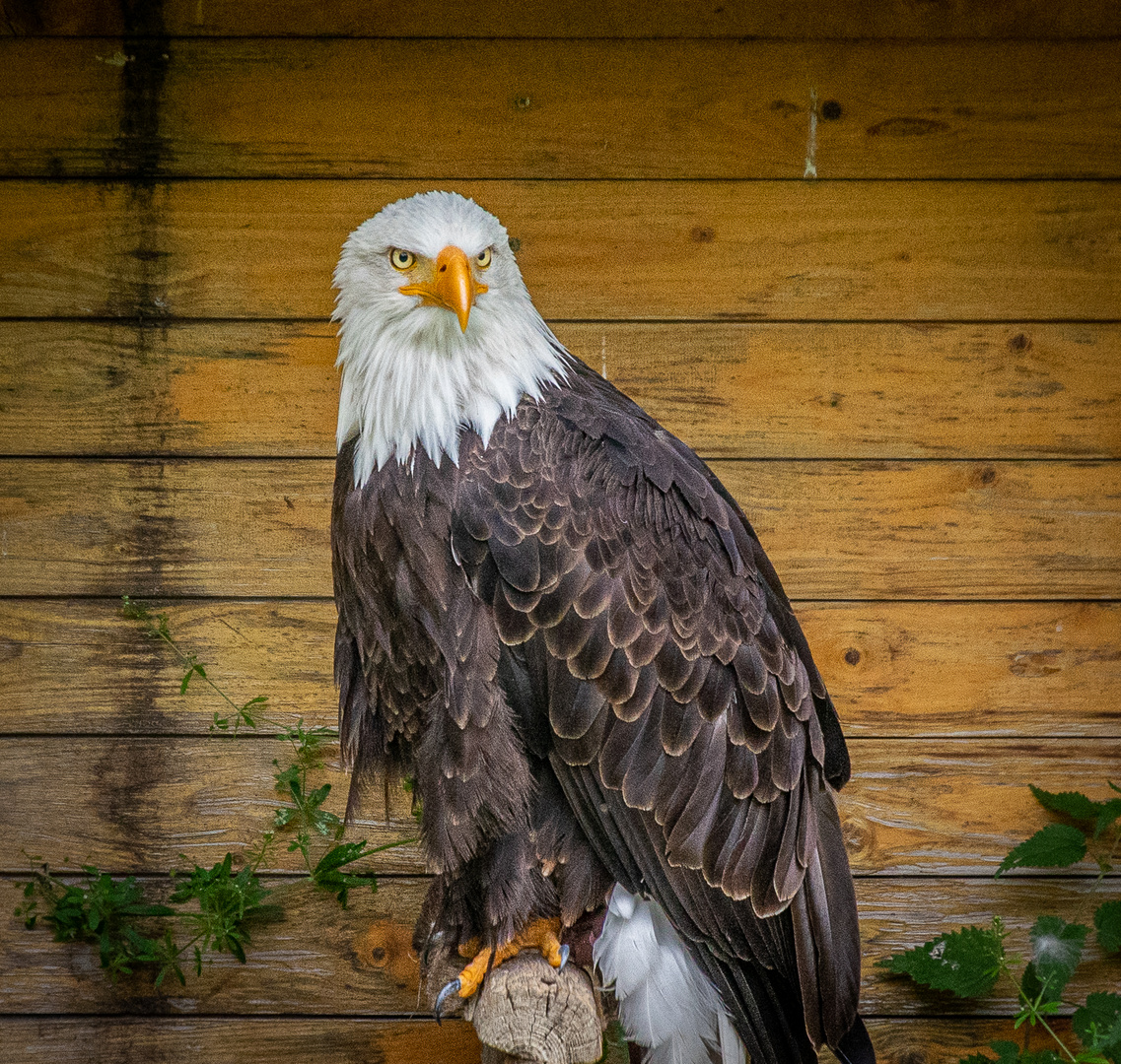 Weißkopf-Seeadler 