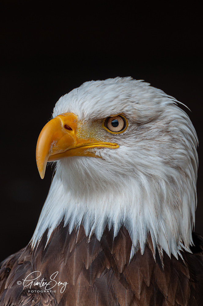 Weisskopf Seeadler 