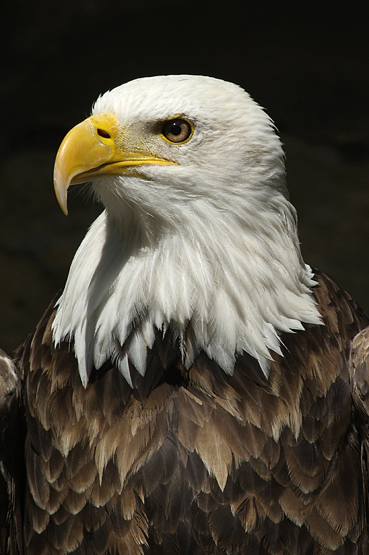 Weißkopf-Seeadler (der Amerikaner)