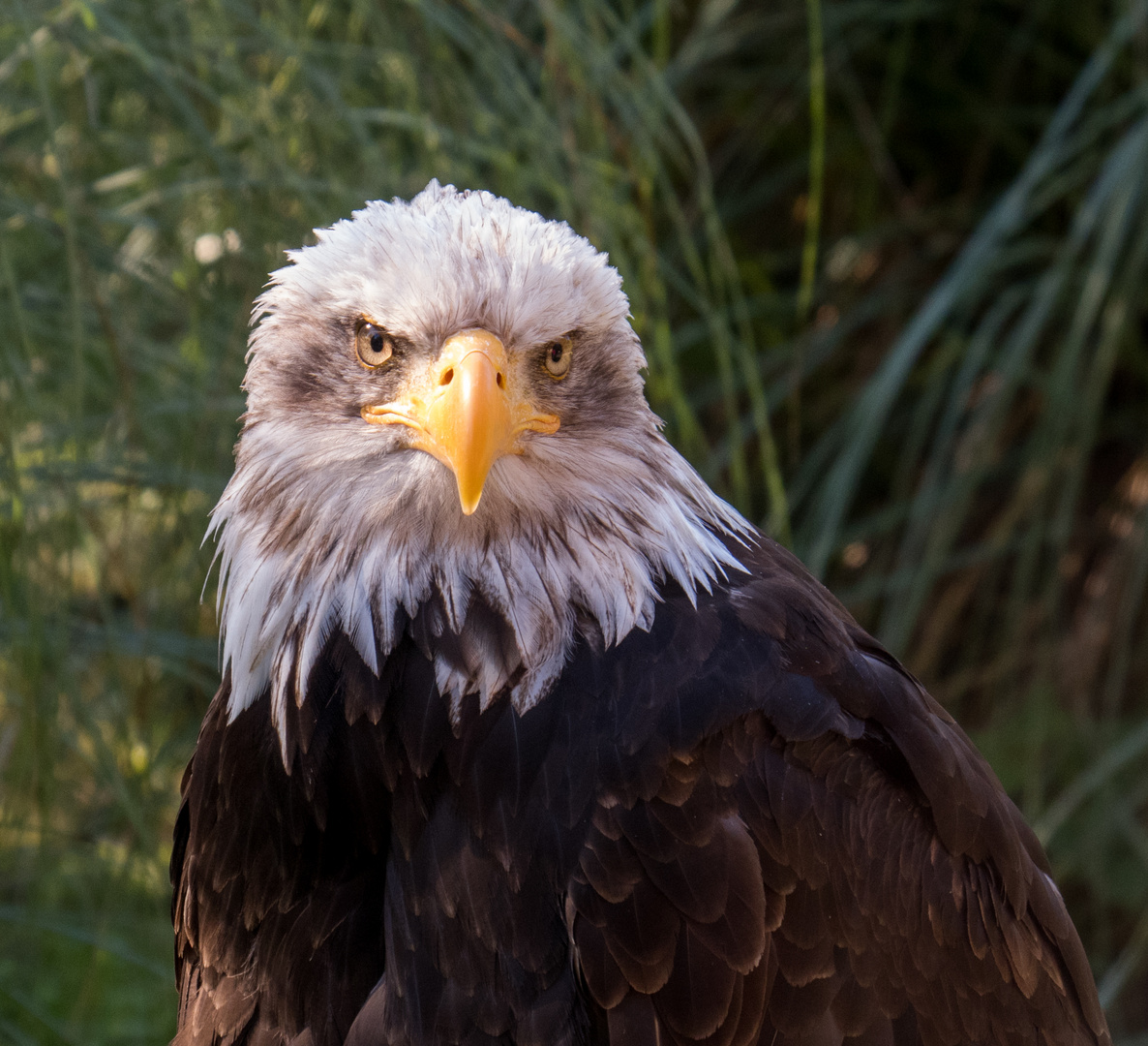 Weisskopf-Seeadler