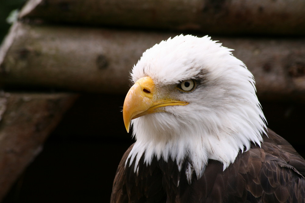 Weißkopf Seeadler