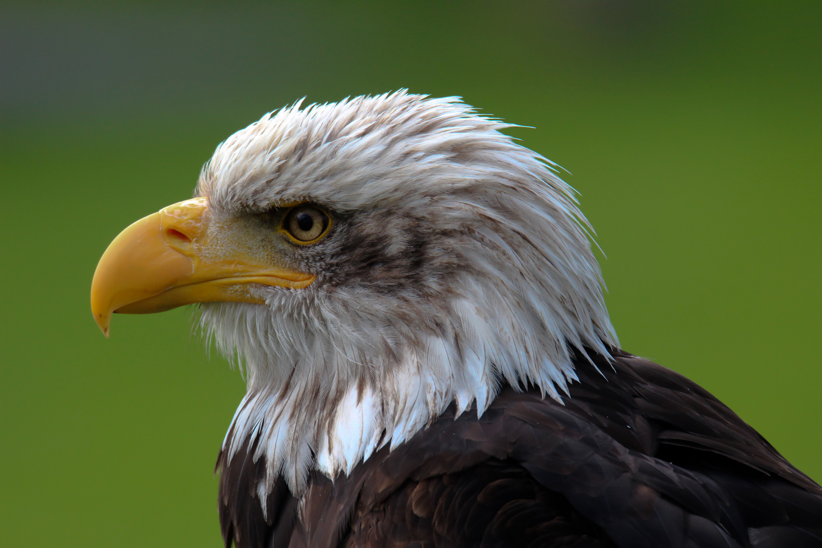 Weisskopf Seeadler