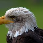 Weisskopf Seeadler