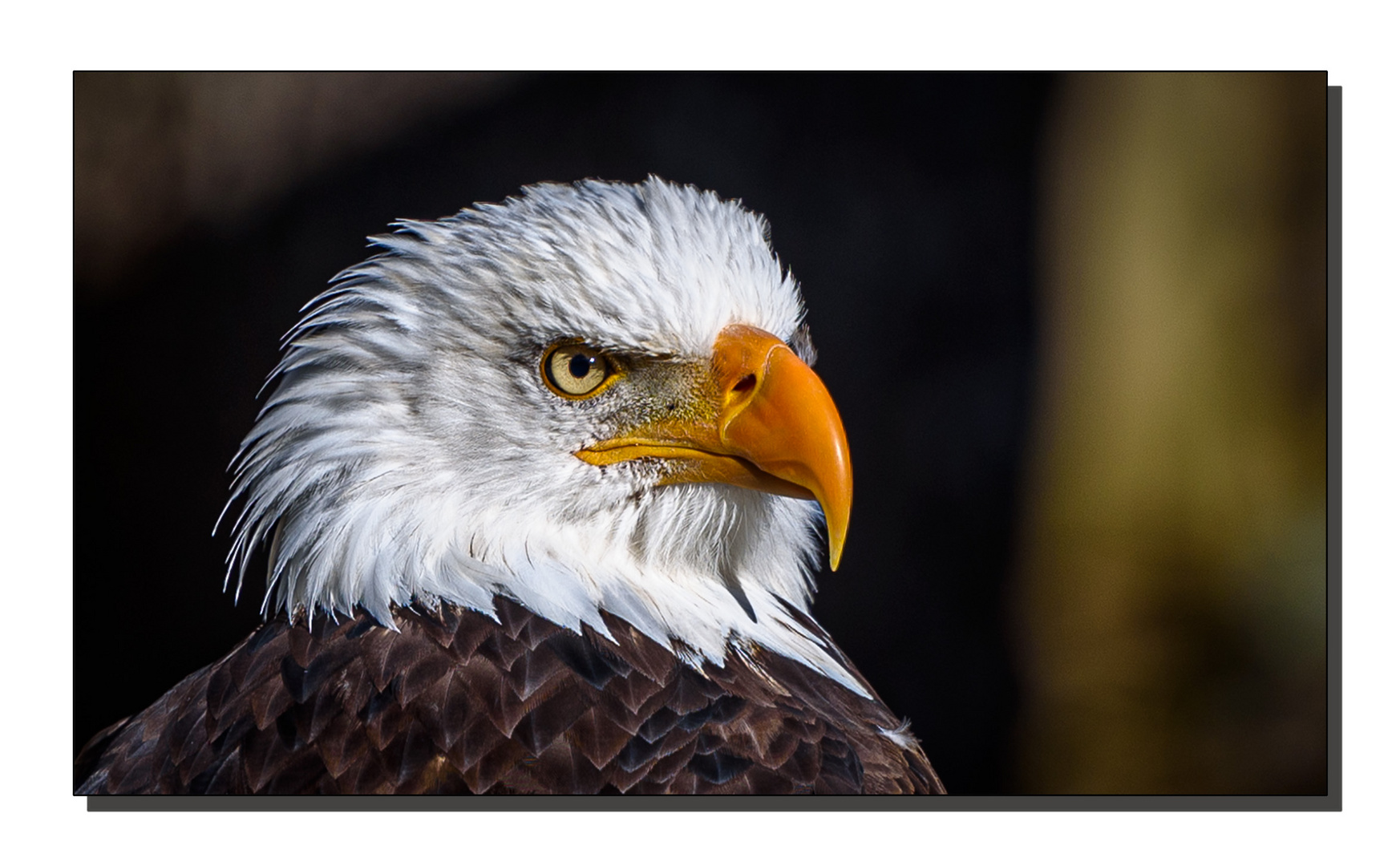 Weißkopf-Seeadler