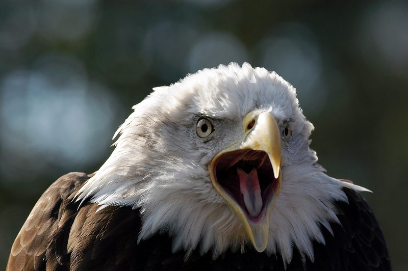 Weißkopf Seeadler