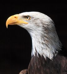 Weißkopf Seeadler