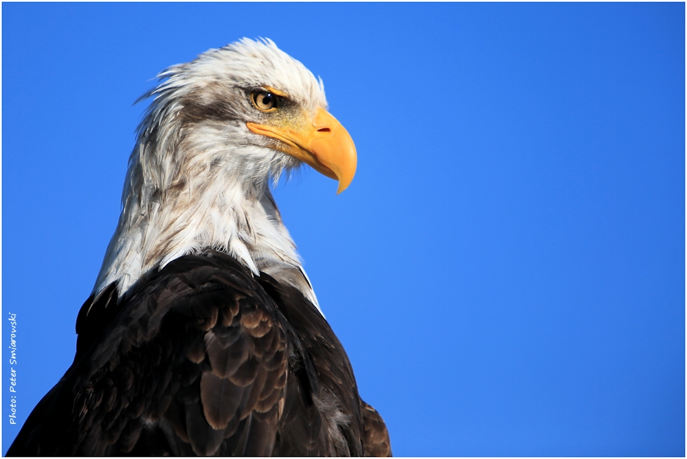 Weißkopf-Seeadler