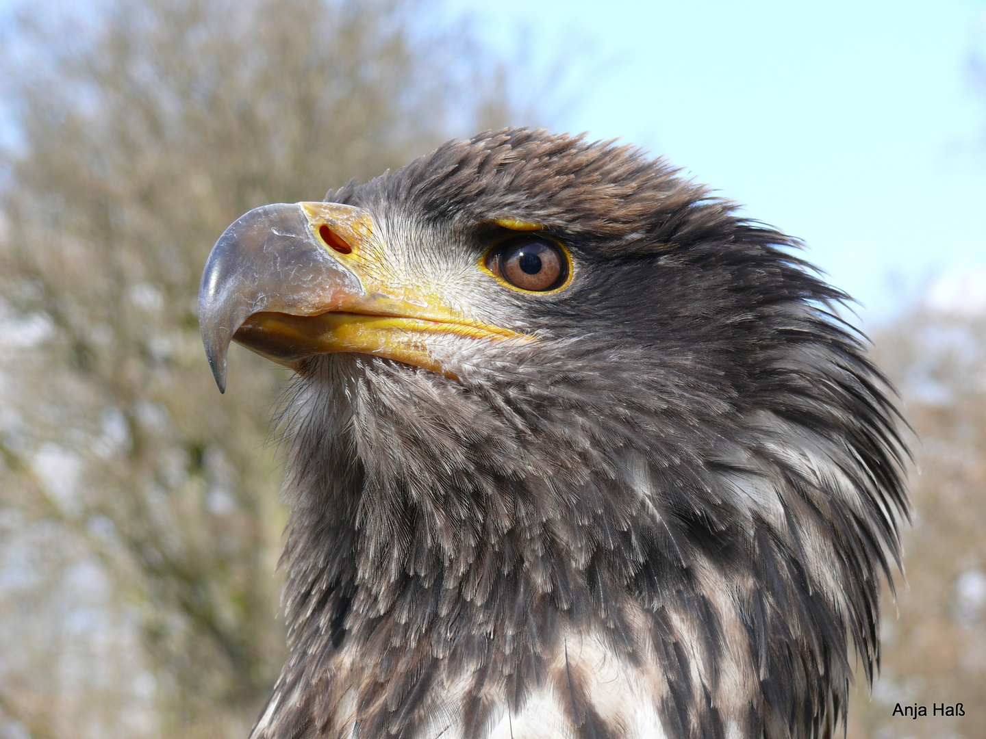 Weißkopf Seeadler