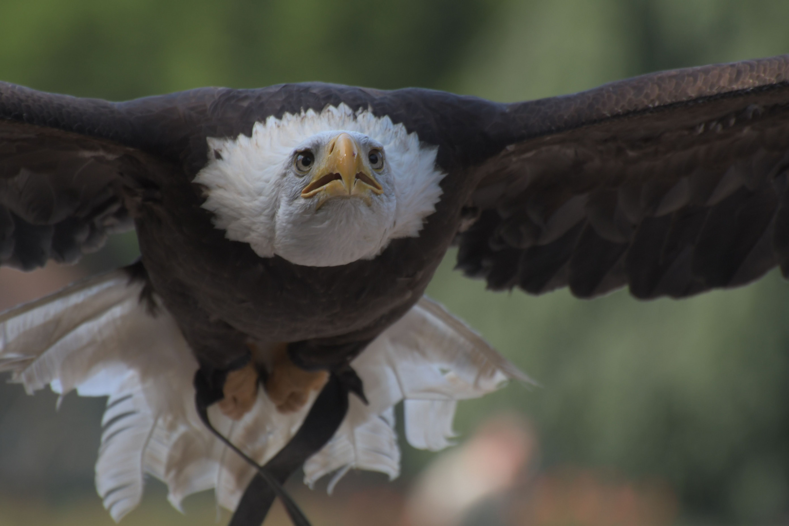 Weißkopf-Seeadler