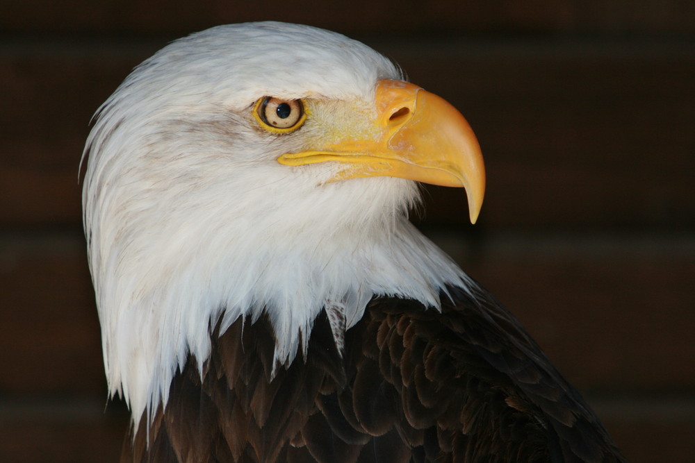 Weißkopf-Seeadler