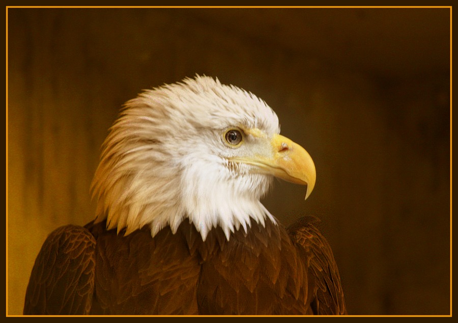 Weisskopf -Seeadler