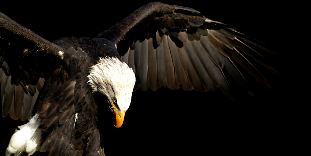 Weißkopf-Seeadler