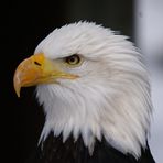 Weißkopf Seeadler