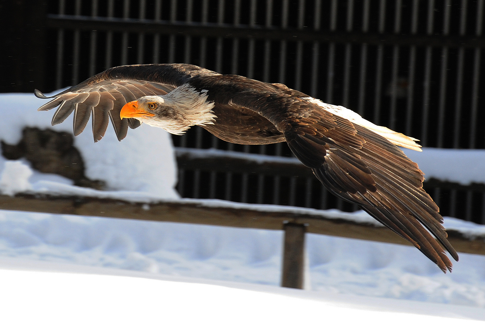 Weißkopf-Seeadler, Flugschau, ( 04 )