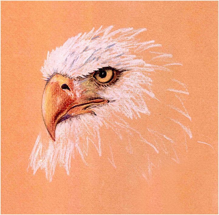 Weißkopf-Seeadler (gezeichnet)