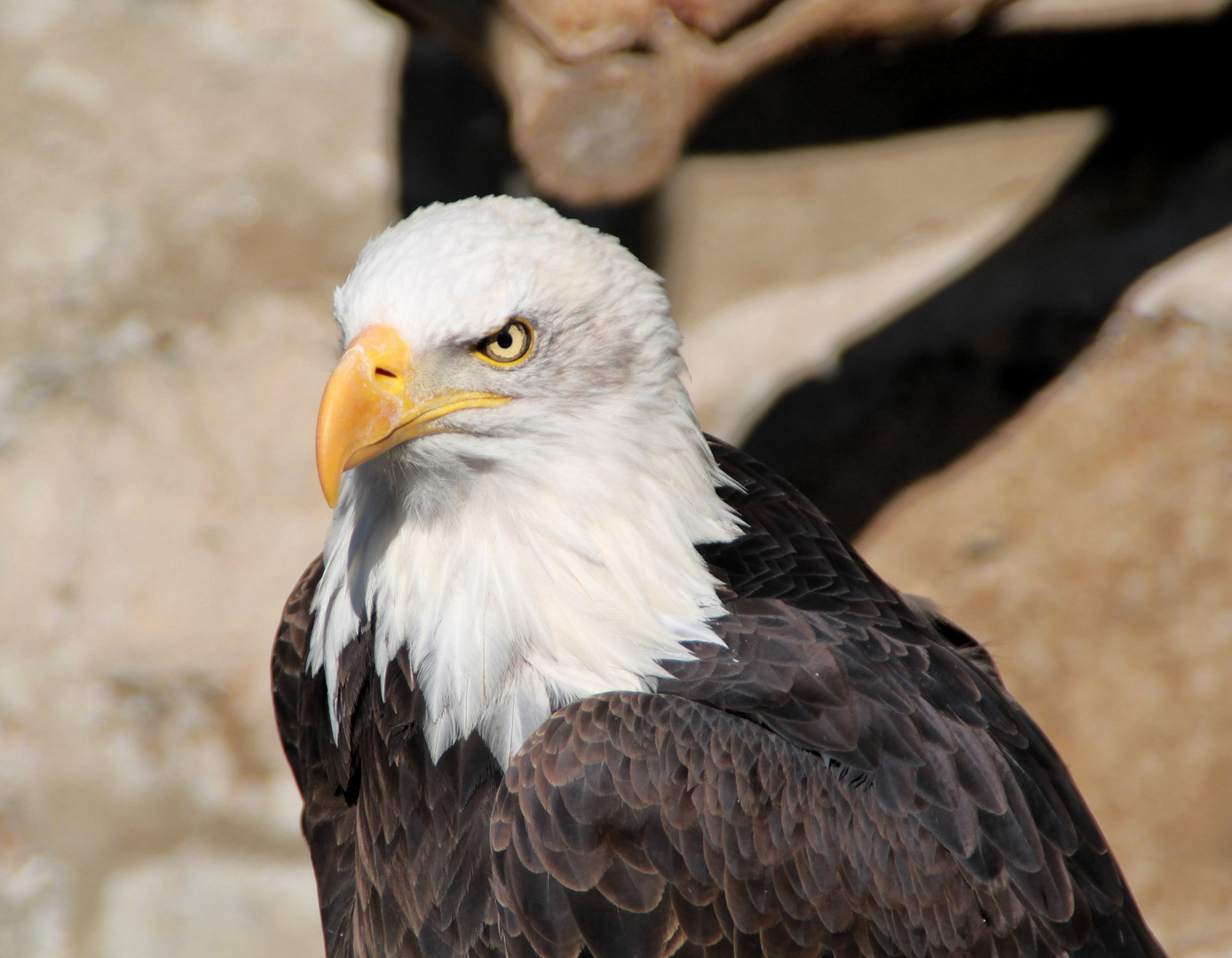 Weißkopf Seeadler Greifenwarte Burg Guttenberg März 2011