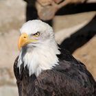 Weißkopf Seeadler Greifenwarte Burg Guttenberg März 2011