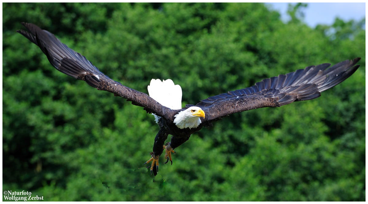 ---- Weißkopf-Seeadler ---- (Haliaeetus leucocephalus )