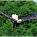 ---- Weißkopf-Seeadler ---- (Haliaeetus leucocephalus )