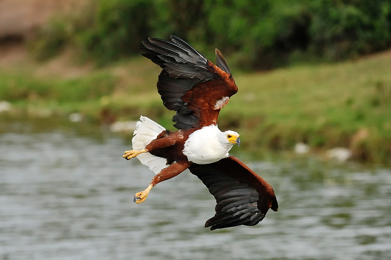 Weisskopf-Seeadler (Haliaeetus leucocephalus), Uganda