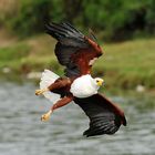 Weisskopf-Seeadler (Haliaeetus leucocephalus), Uganda