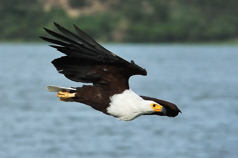 Weisskopf-Seeadler (Haliaeetus leucodephalus), Uganda