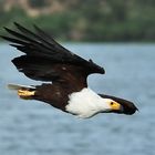 Weisskopf-Seeadler (Haliaeetus leucodephalus), Uganda