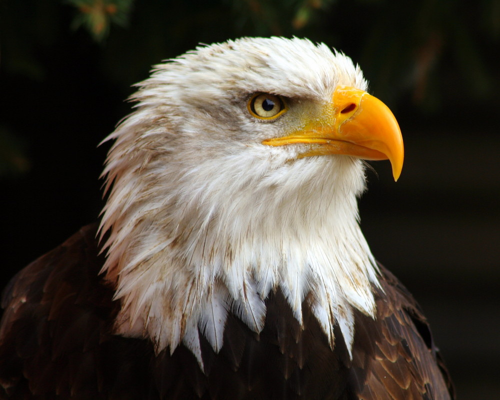 Weißkopf-Seeadler Hellenthal im Mai 2007