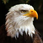 Weißkopf-Seeadler Hellenthal im Mai 2007