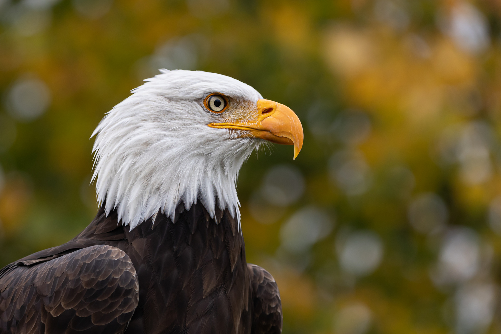 Weißkopf-Seeadler & Herbst-Bokeh