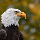 Weißkopf-Seeadler & Herbst-Bokeh