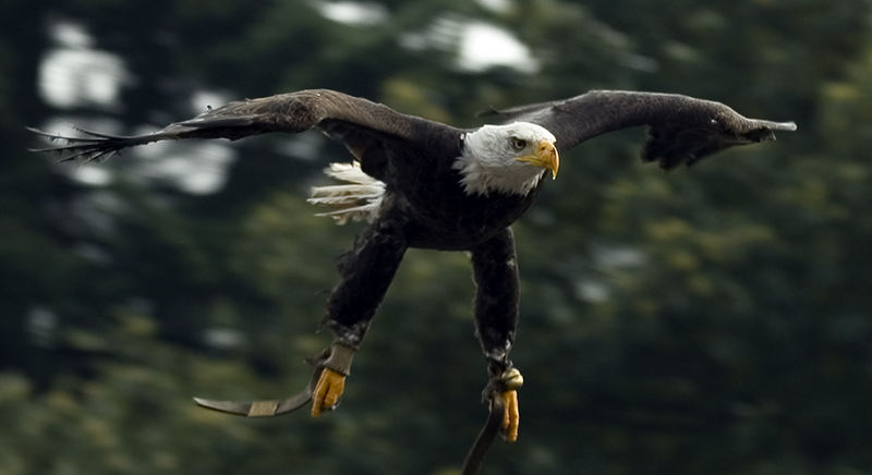 ...weißkopf seeadler im anflug...